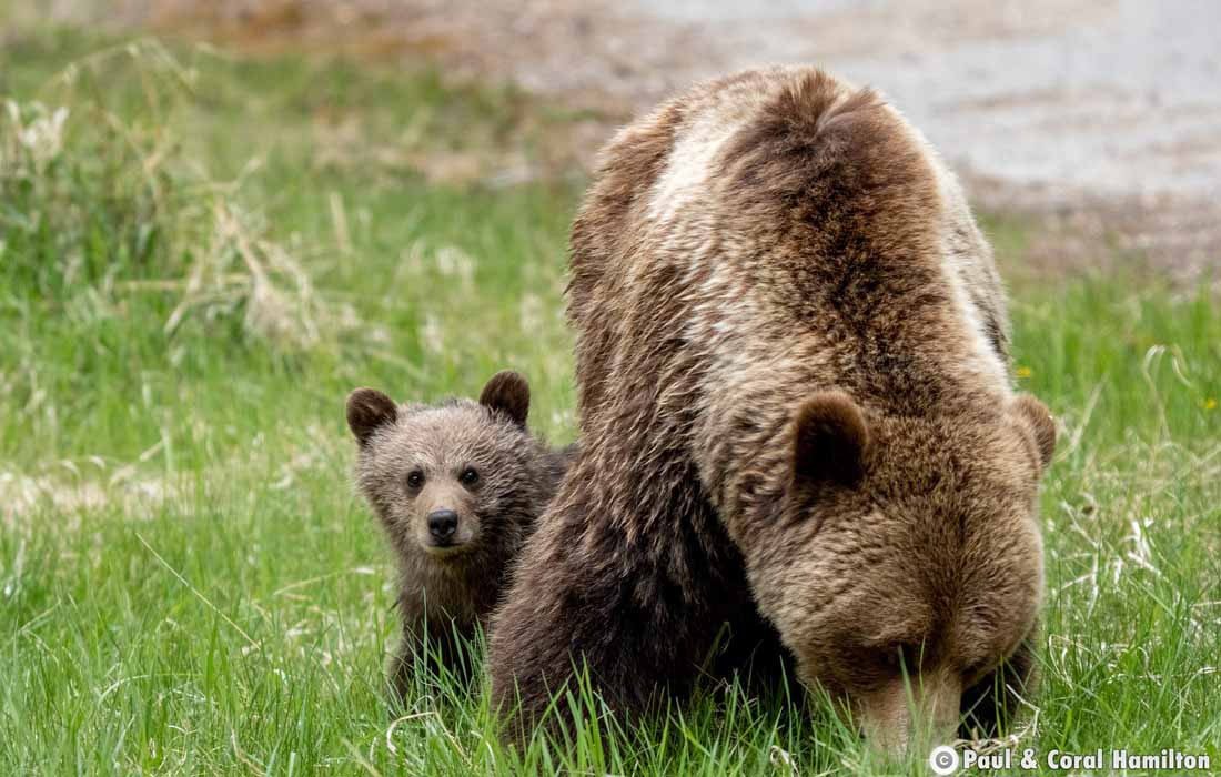 Grizzly Bear Mother with Cub of the Year in Jasper, Alberta - Hiking 2021