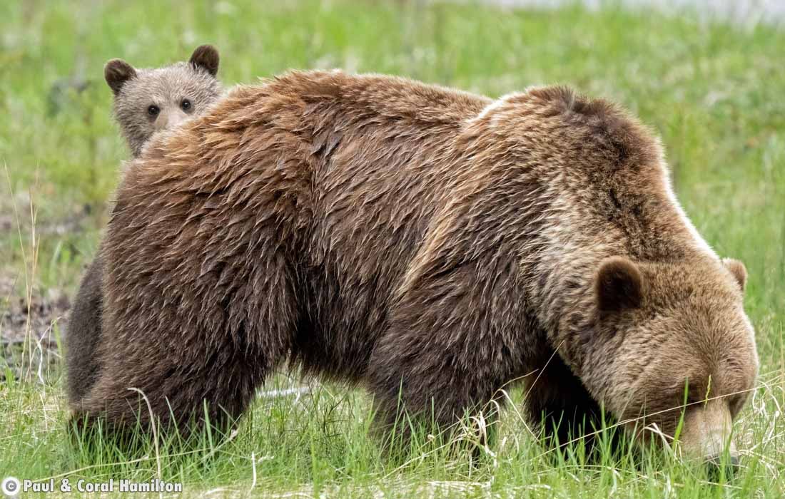 Grizzly Bear Mother with Cub of the Year in Jasper, Alberta - Hiking 2020