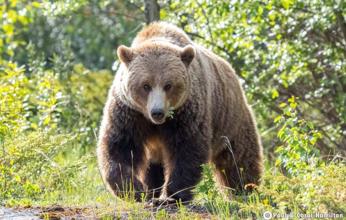 Big Grizzly Bear Sow in Jasper, Alberta - Hiking 2021