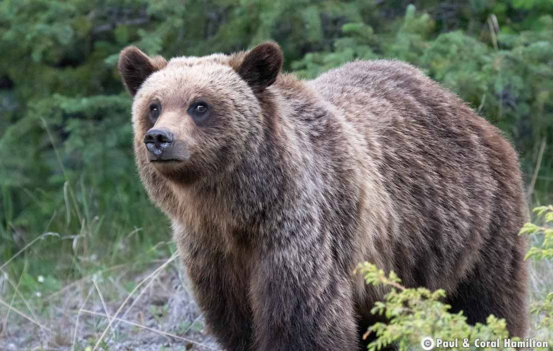 One of 3 Grizzly Bear Cubs in a family Jasper, Alberta - Hiking 2020