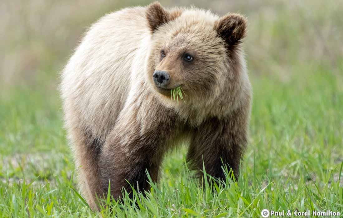 Grizzly Bear yearling Cub eating grass in Jasper, Alberta - Hiking 2021