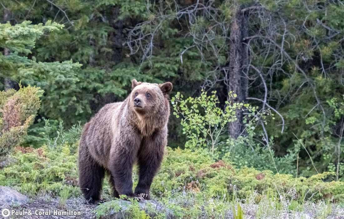 One of 3 Grizzly Bear Cubs in a family that just left their Mother