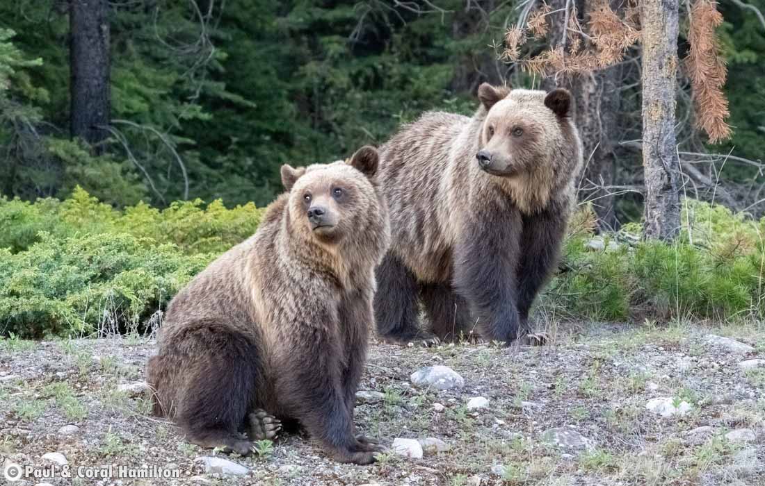 Two of 3 Grizzly Bear Cubs in a family that just left their Mother