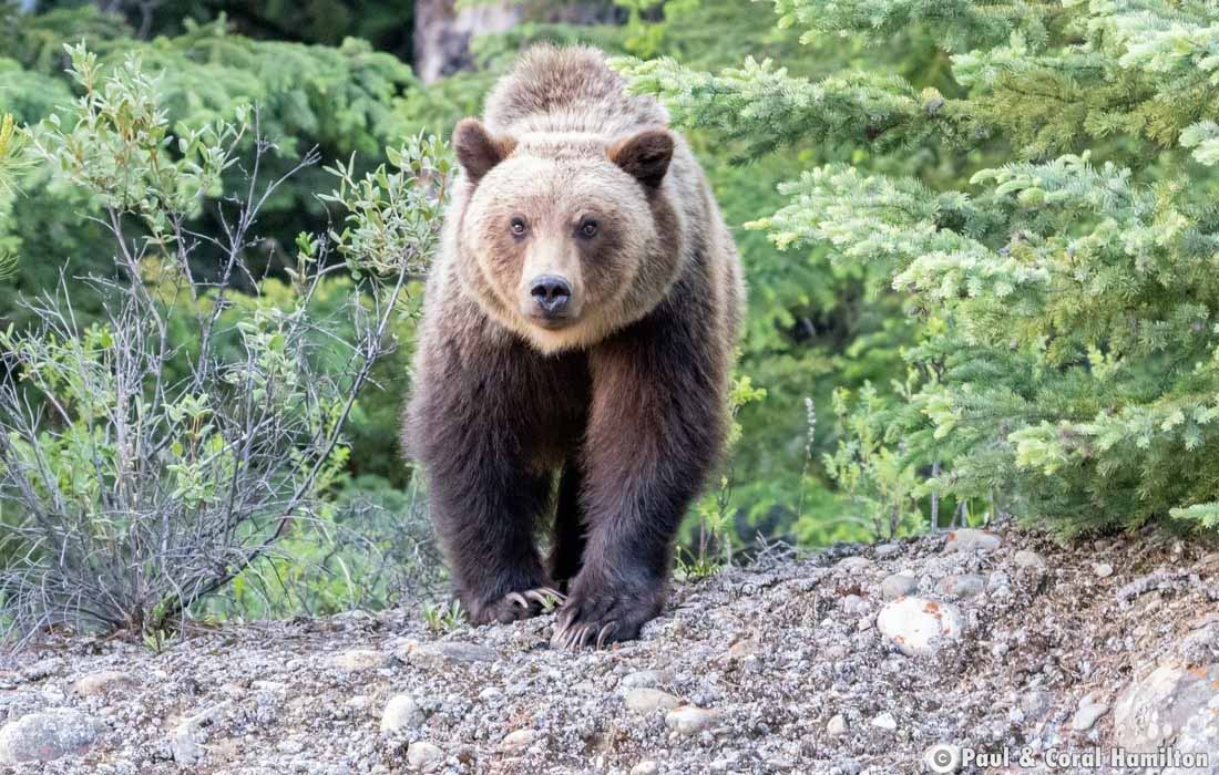 Grizzly Bear Cub going into it's third Year in Jasper, Alberta - Hiking 2020
