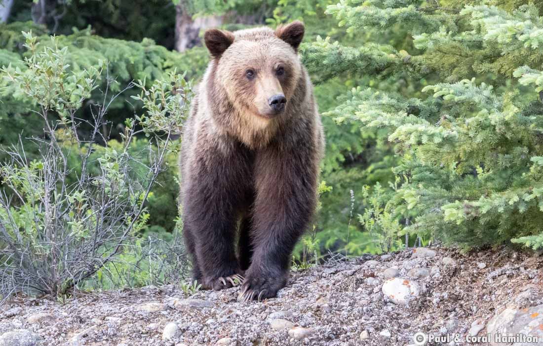 Grizzly Bear Cub going into it's third Year in Jasper, Alberta - Hiking 2021