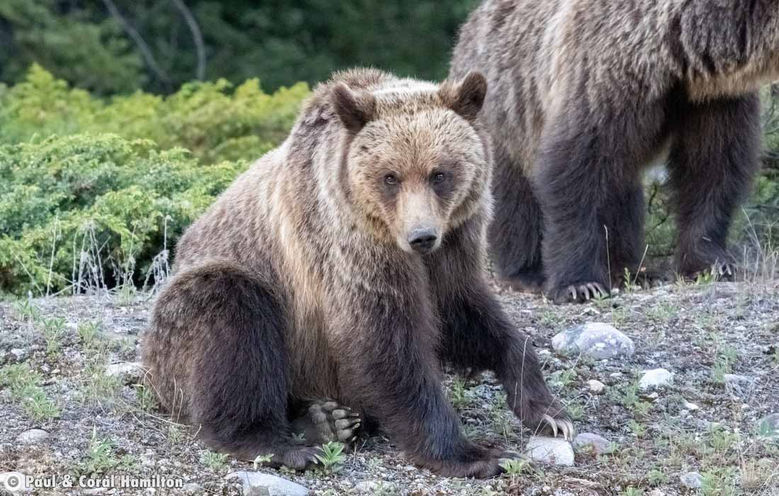 Grizzly Cub waiting to reunite with it's sibling in Jasper, Alberta - Hiking 2021