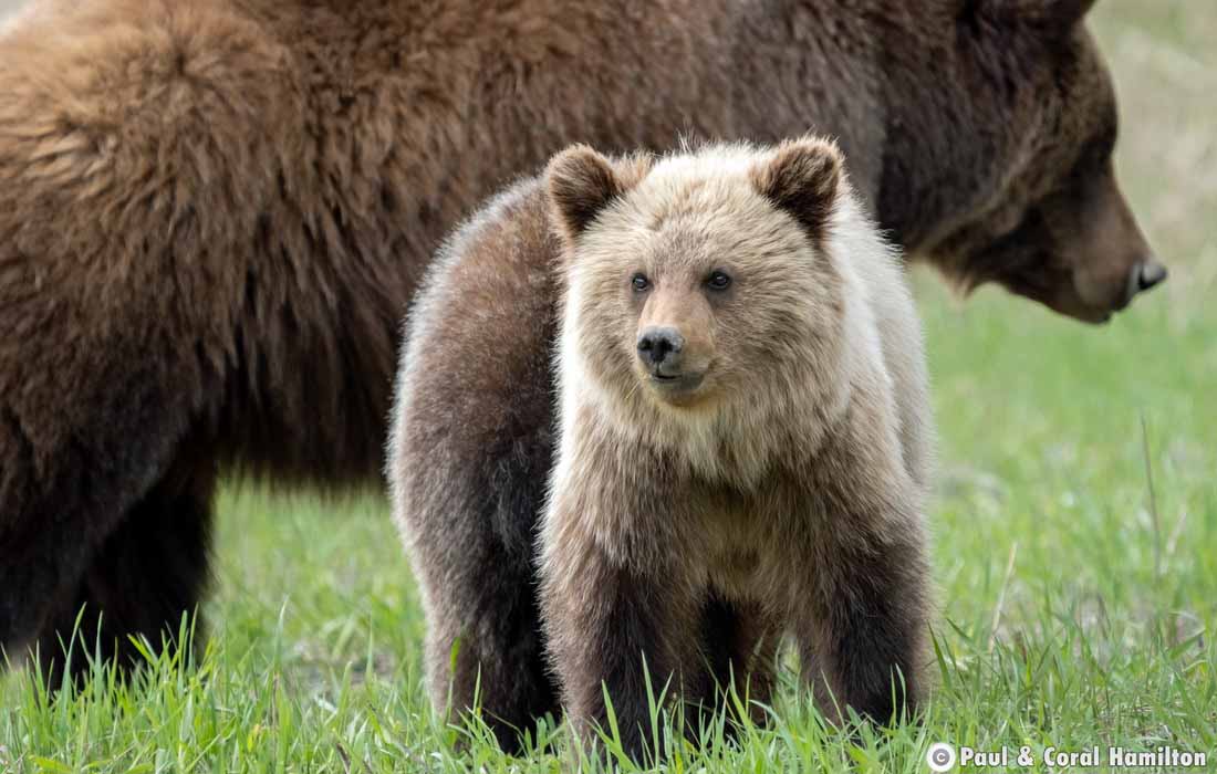 Grizzly Bear Mother and two yearling Cubs in Jasper, Alberta - Hiking 2021