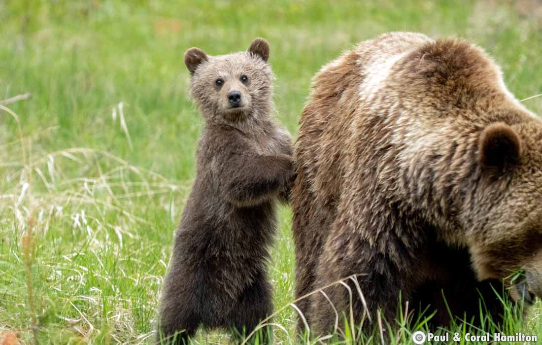 Grizzly Bear Mother with very healthy Cub of the Year in Jasper, Alberta - Hiking 2021