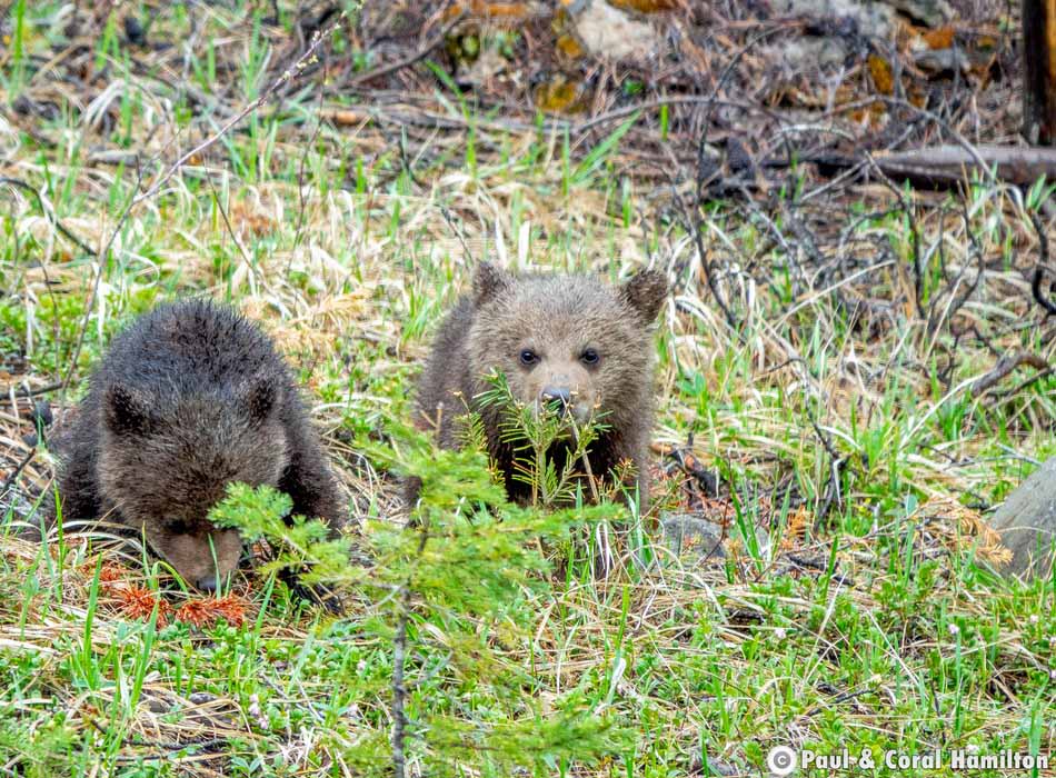 Grizzly Bear Newborn Cubs in Jasper, Alberta - Hiking 2021