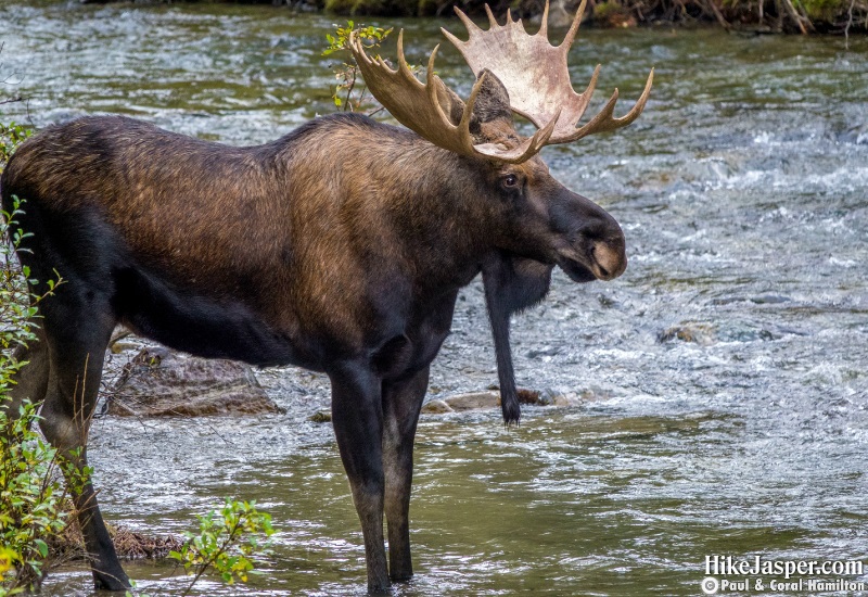 Bull Moose by Maligne River in Jasper National Park, Alberta - Hike Jasper