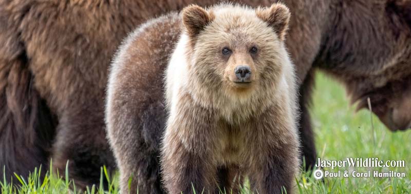 Jasper Summer Wildlife Tours