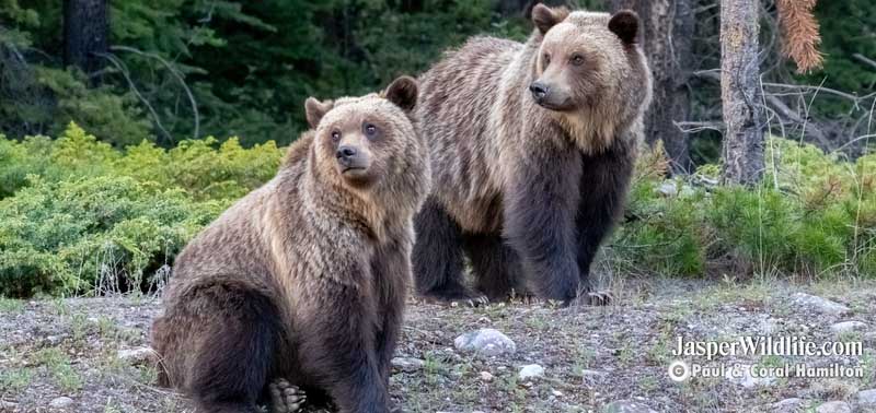 Jasper Summer Wildlife Tours