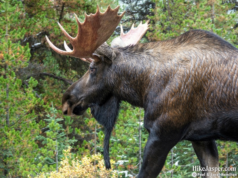 Moose Bull near Moose Lake - Hike Jasper