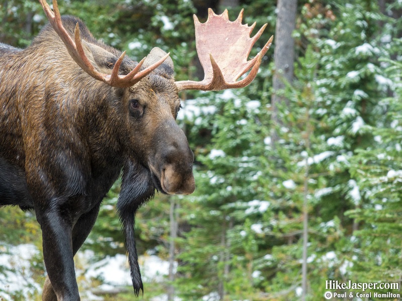Bull Moose near Maligne Lake - Hike Jasper