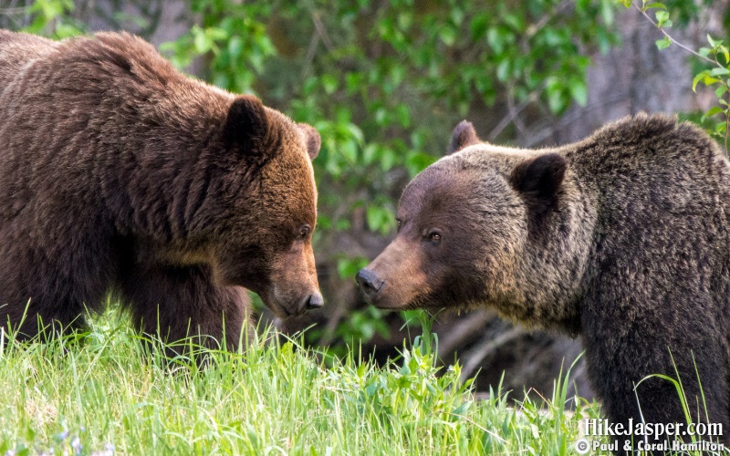 Grizzly Mating Pair in Jasper, Alberta - Hiking  2019
