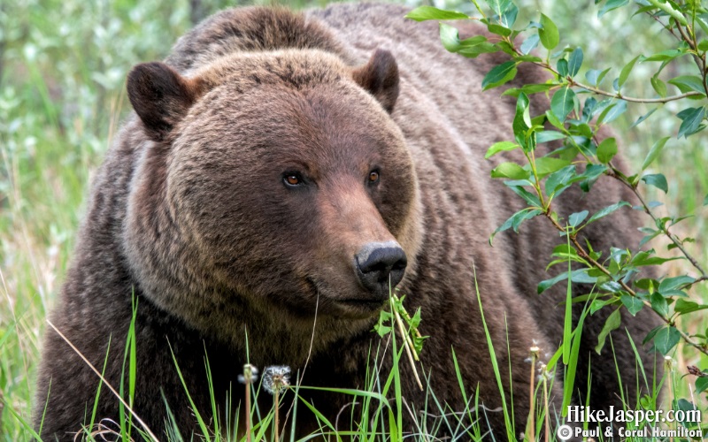 How to handle a BEAR ENCOUNTER - Hike Jasper