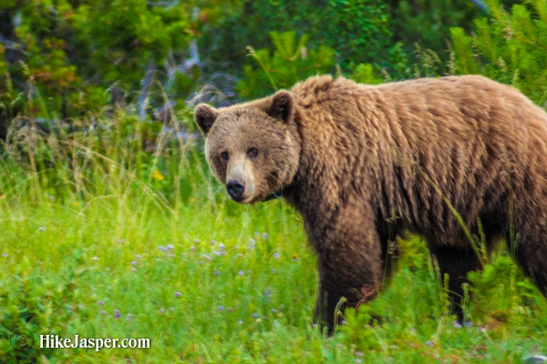 Jasper Alberta - Hike Jasper 2nd Grizzly Encounter in  2017