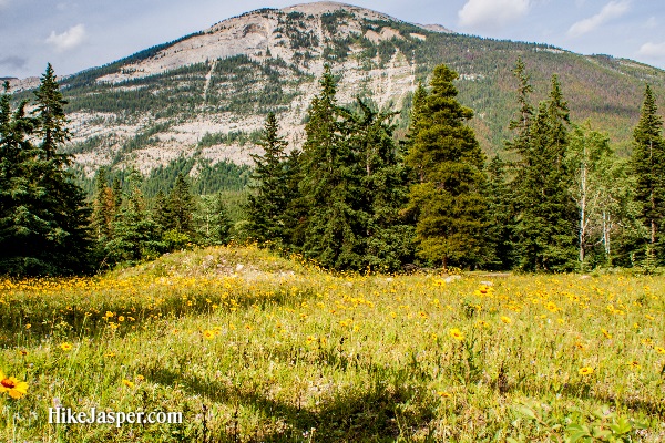 Jasper Alberta Overlander Trail - Hike Jasper 3