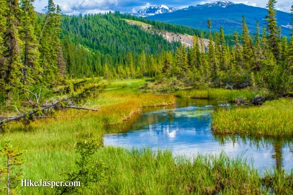 Jasper Alberta Overlander Trail - Hike Jasper 5