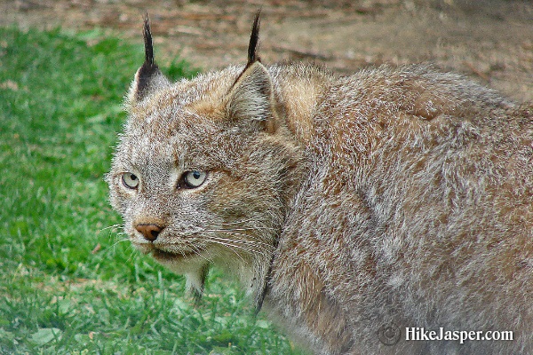 June 2017 Lynx Sighting - Hike Jasper