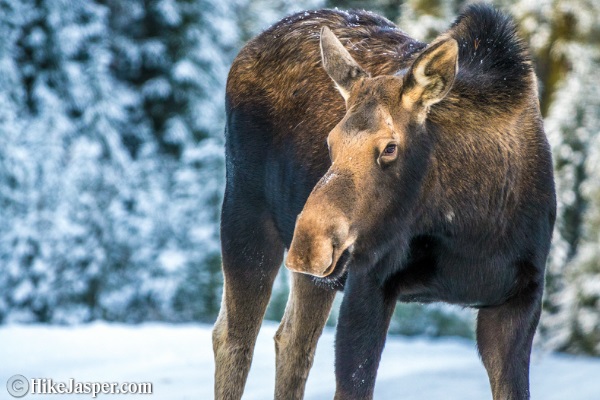 Moose encounters at Maligne Lake - Hike Jasper