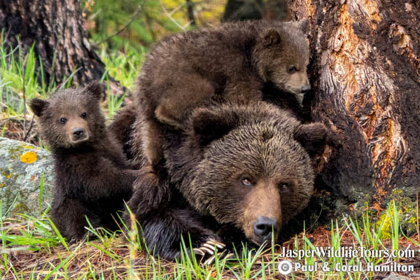 Jasper Wildlife Tours Grizzly Bear Family