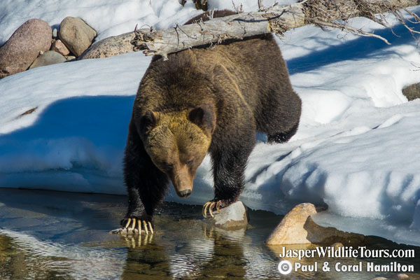 Jasper Wildlife Tours Grizzly Bear Maligne River